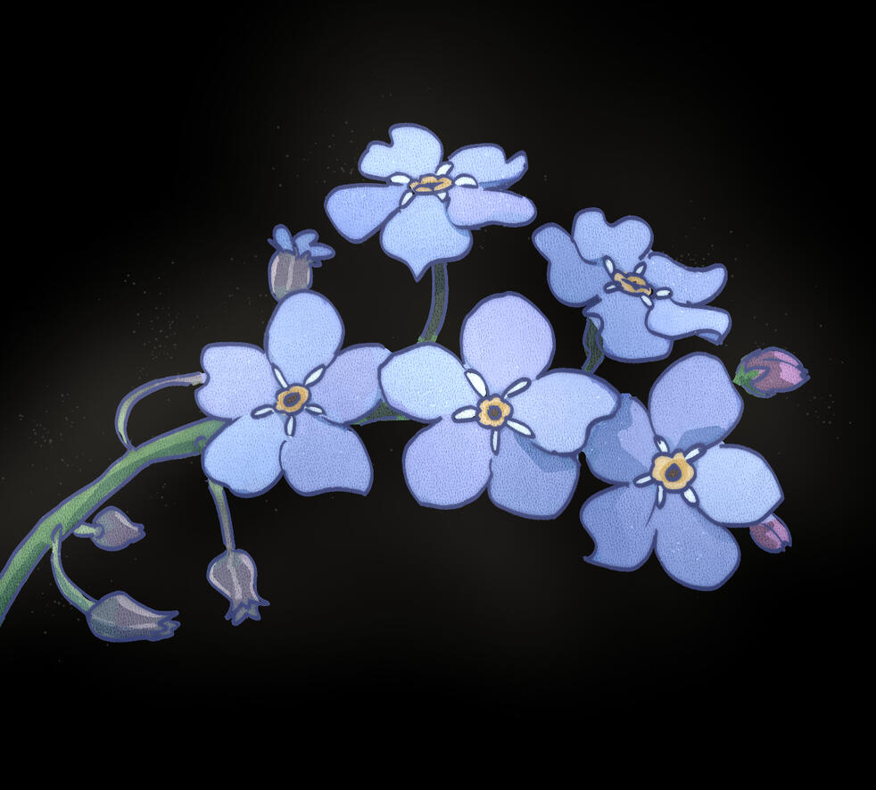 Forget-Me-Not Study