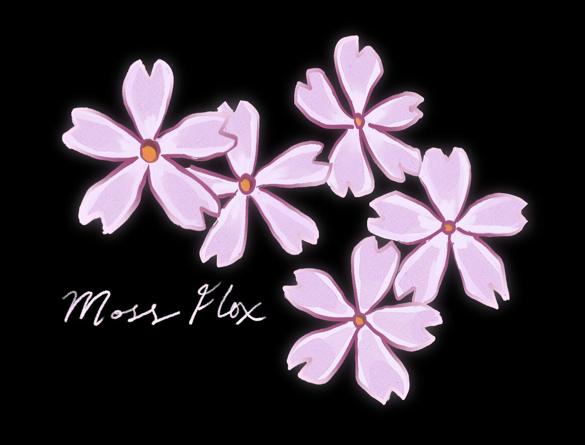 Moss Flox Study