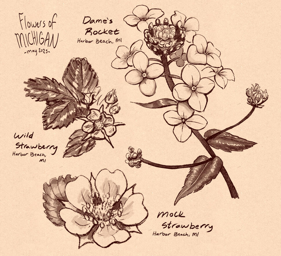 Flowers of Michigan - May